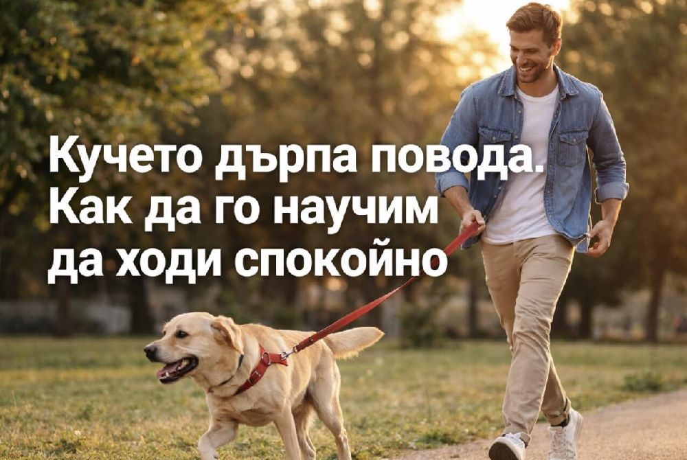 Млад мъж в ежедневни дрехи с дънково яке и светли панталони се разхожда в зелен парк по време на залез, докато златист лабрадор на червен повод дърпа силно напред с отворена уста и изплезен език, а поводът е изпънат, показвайки напрежение, около тях има дървета и топла златиста светлина, създаваща усещане за реална разходка и динамична ситуация